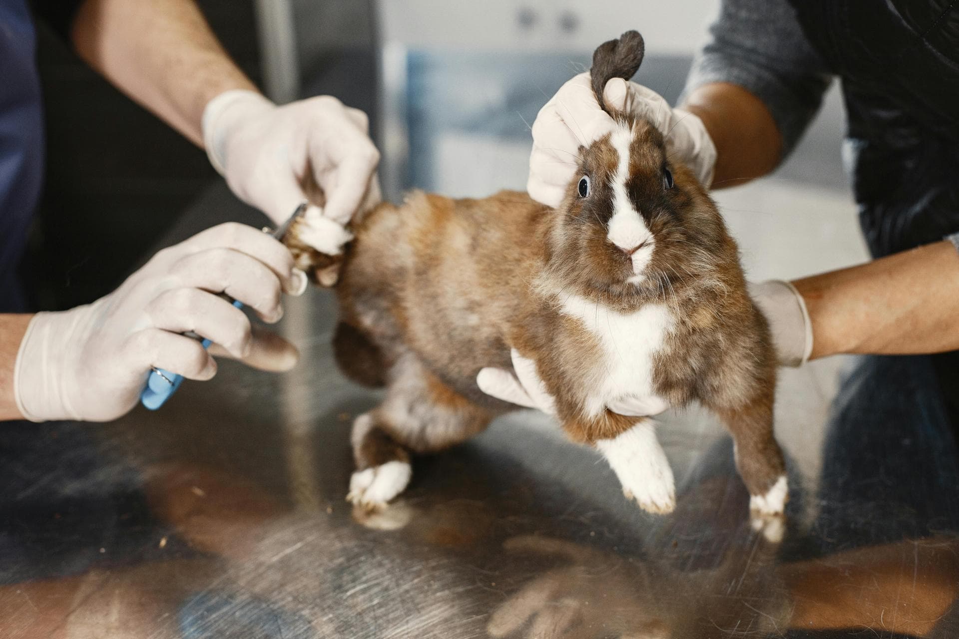 Specialist Vets in Grand Island